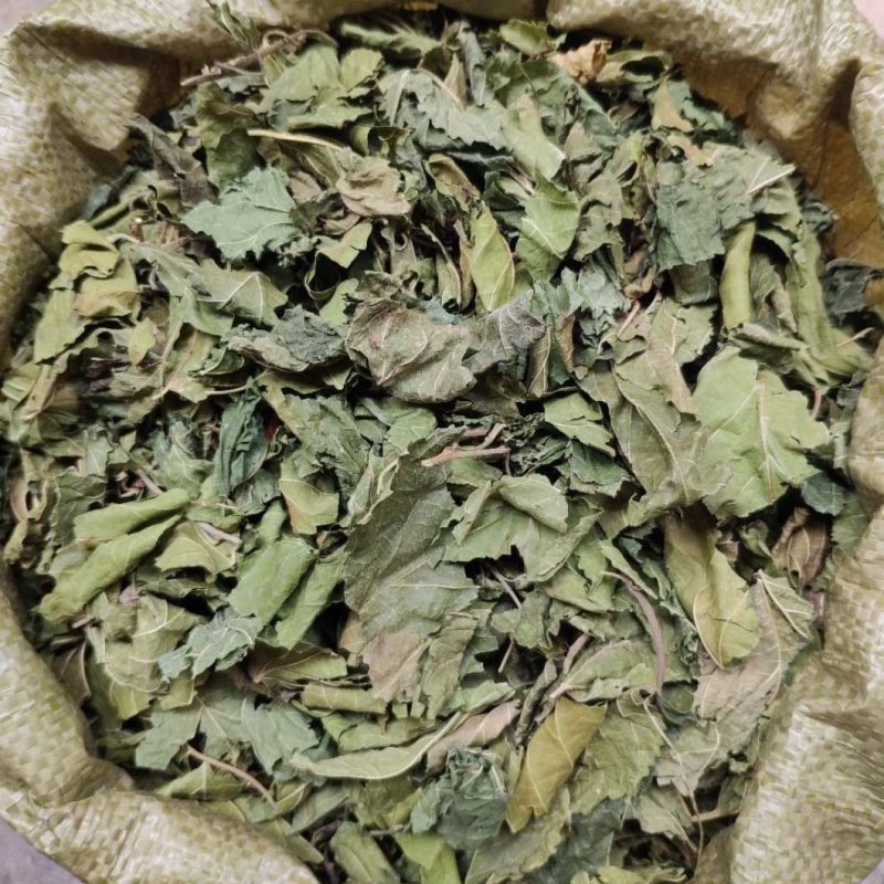 桑叶桑树叶青桑叶霜桑叶各种中草药