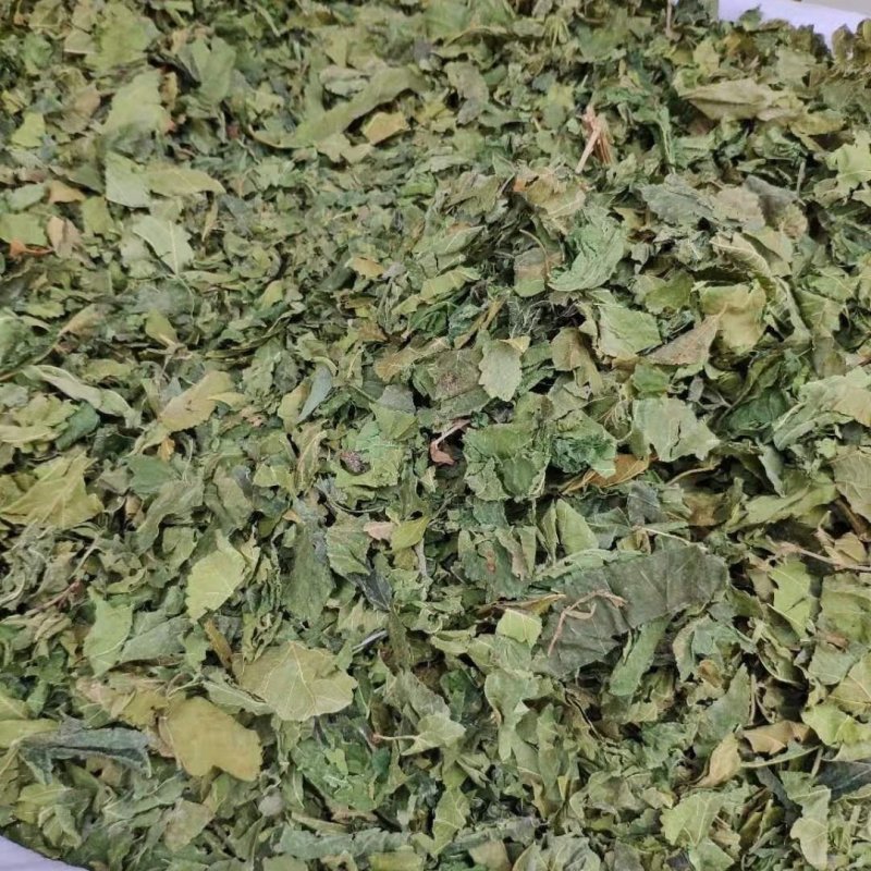 桑叶桑树叶青桑叶霜桑叶各种中草药