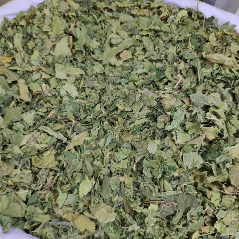 桑叶桑树叶青桑叶霜桑叶各种中草药