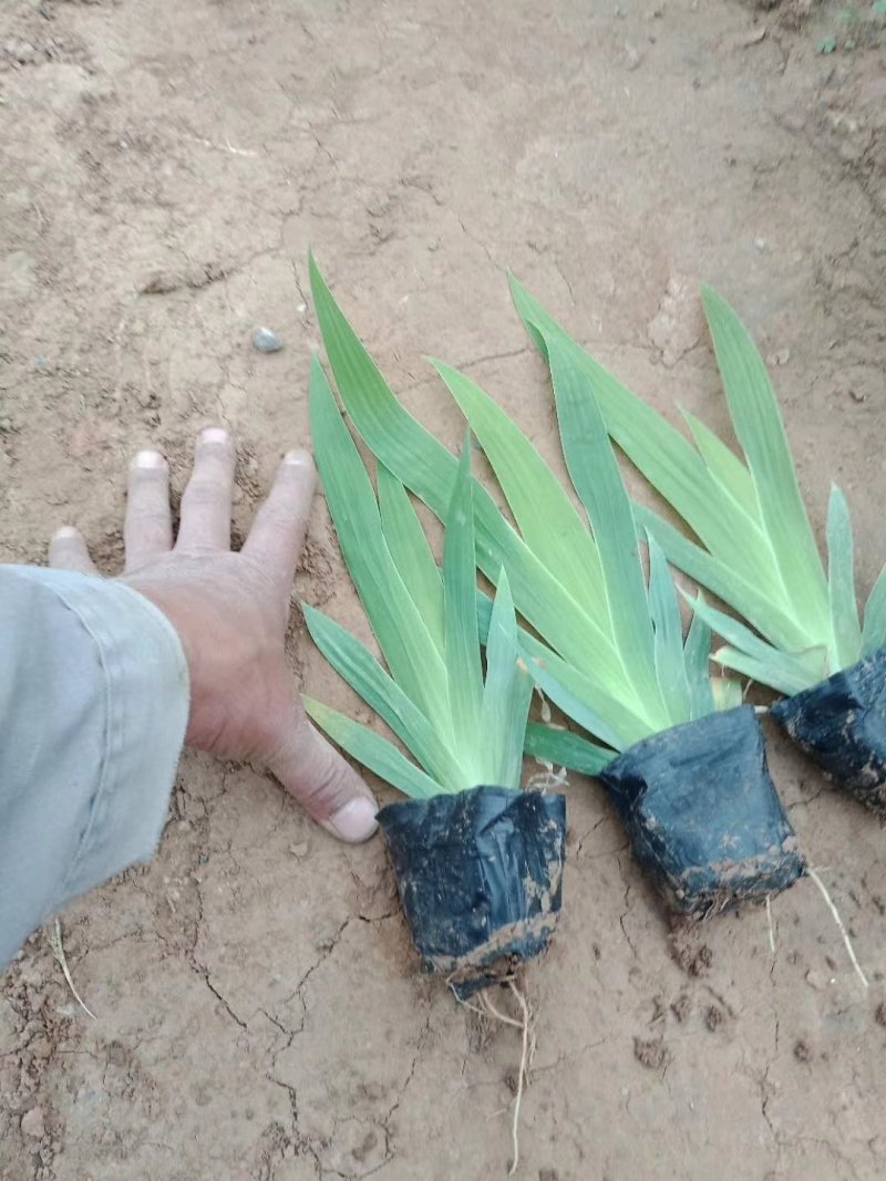 鸢尾各类地被植物欢迎选购