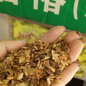 香椿种籽，正宗红油香椿种子亩用育苗4斤种子