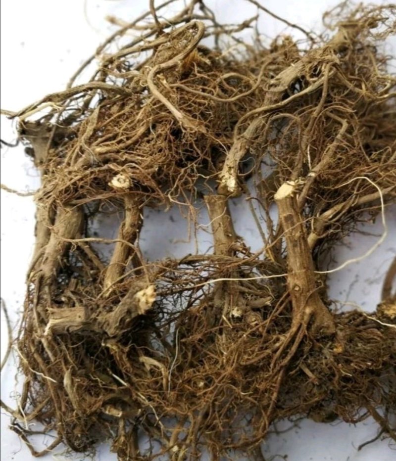 艾根，道地药材，质优价实，品质保证，药典标准，产地广西