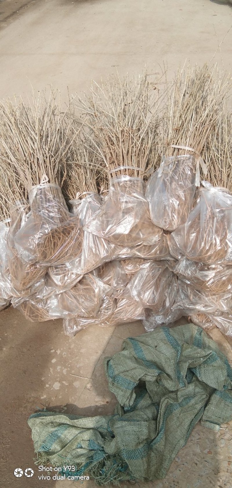 （基地直供）枸杞苗，中华血杞，品种纯，，，，，，