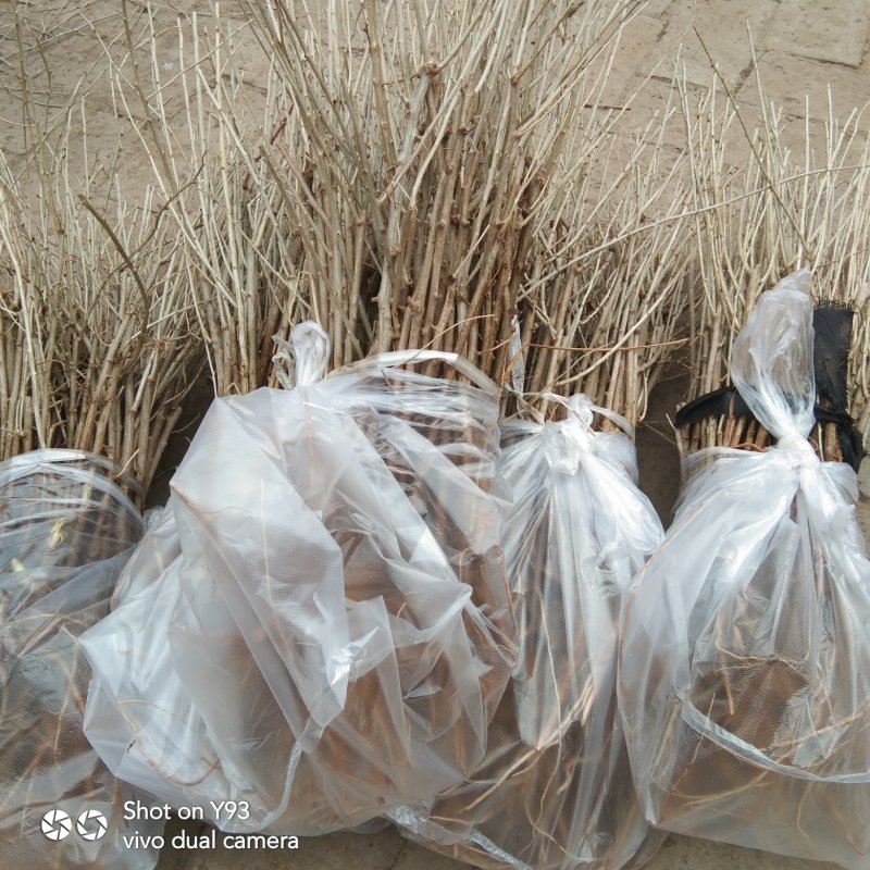 （基地直供）枸杞苗，中华血杞，品种纯，，，，，，