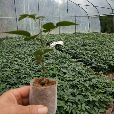 山豆根苗