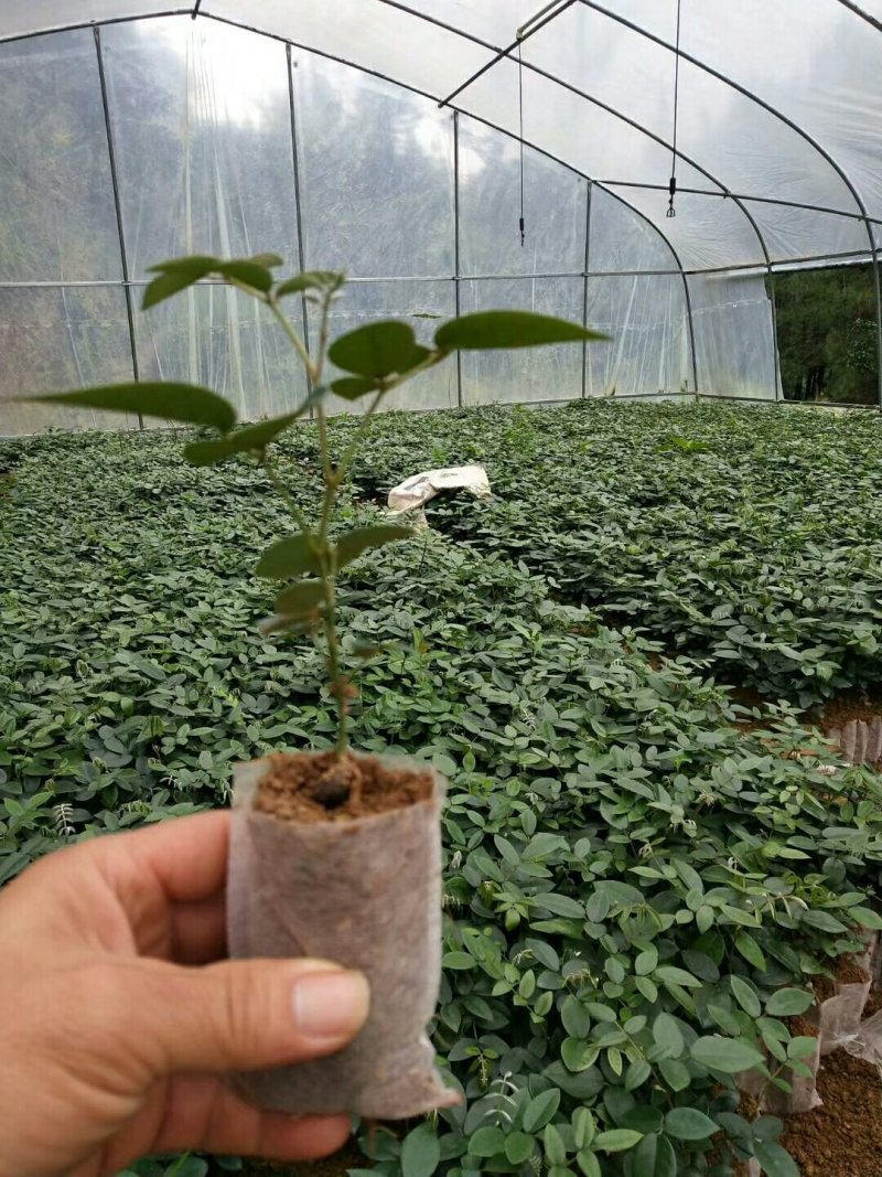 山豆根苗