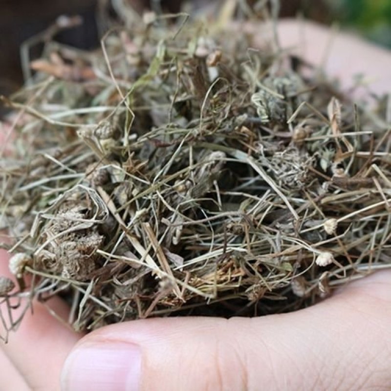 谷精草珍珠草鱼眼草各种草药类中药材