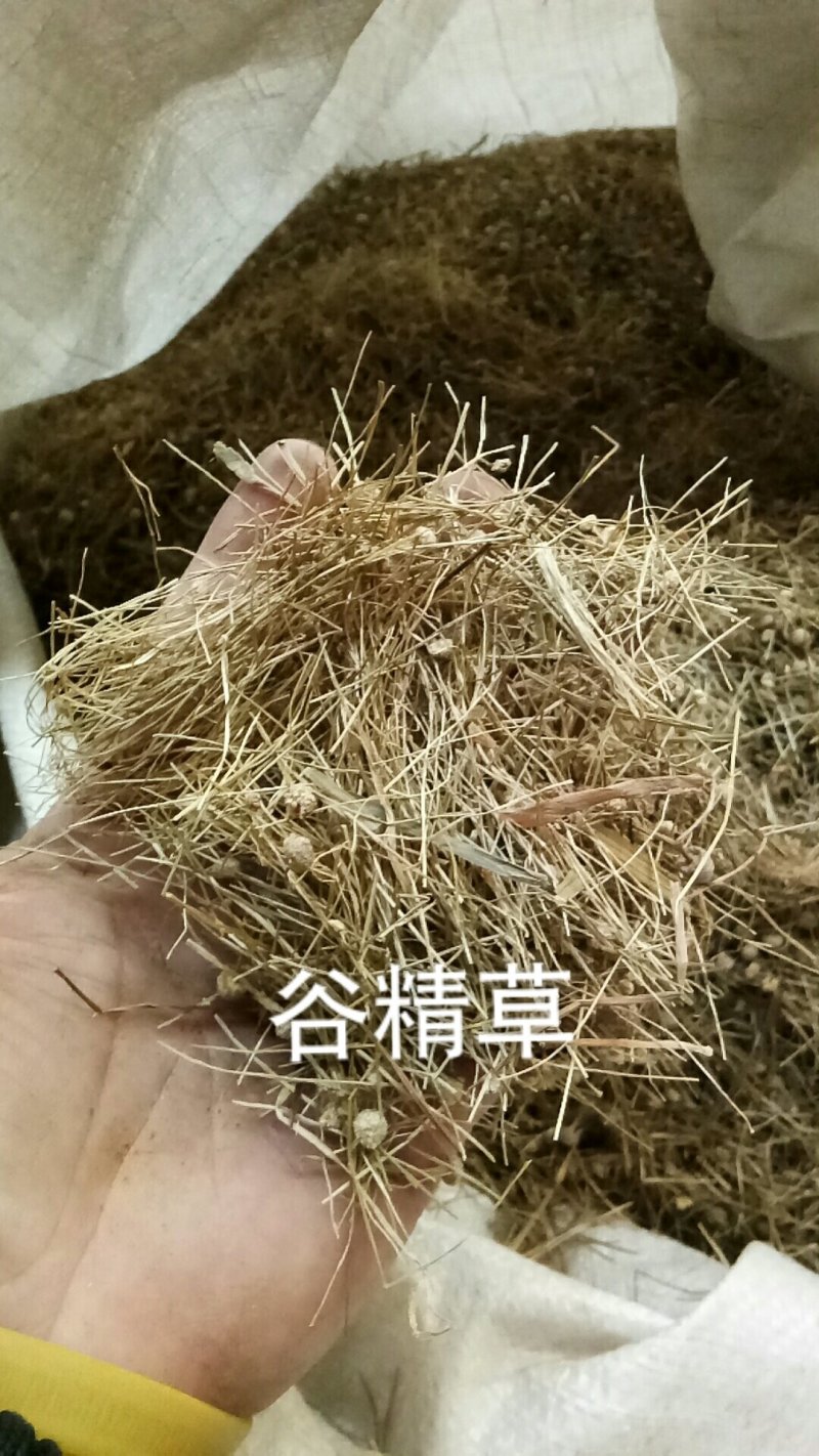 谷精草珍珠草鱼眼草各种草药类中药材