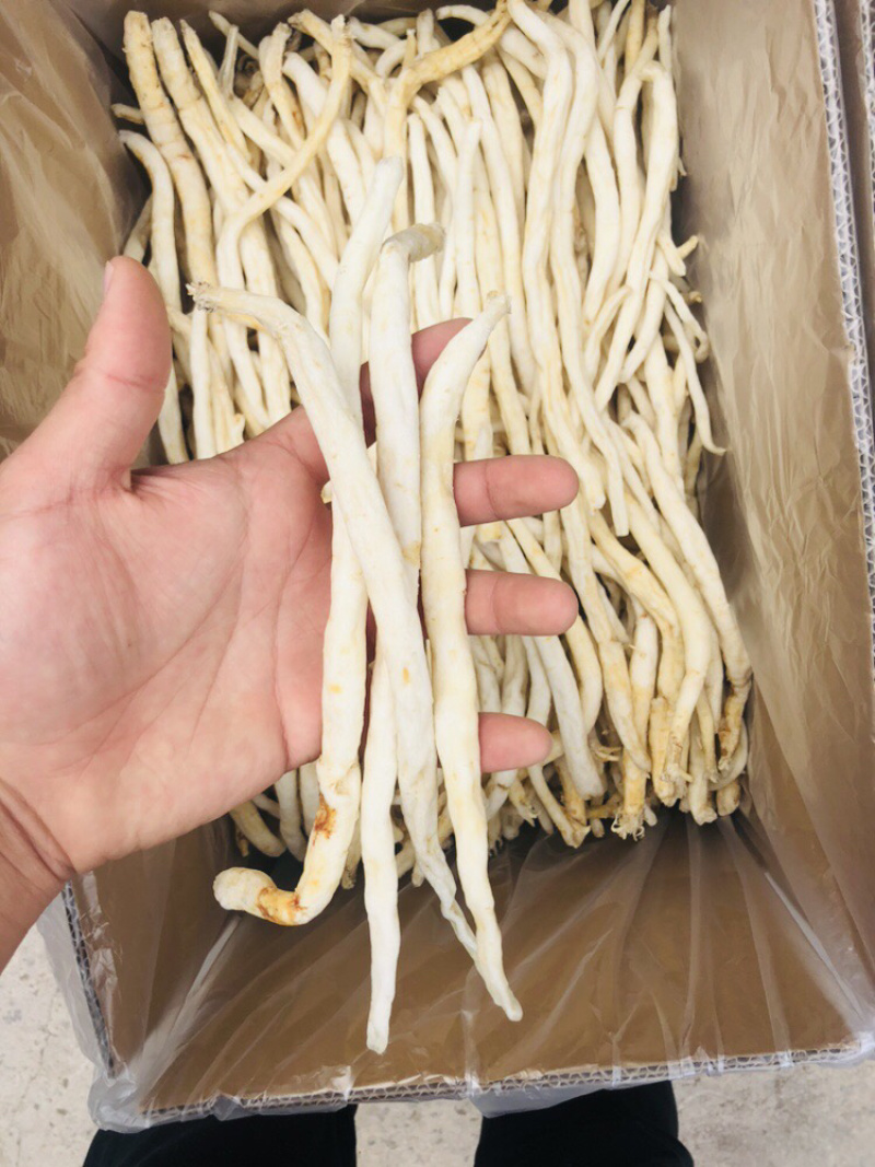 川明参四川金堂货，需要的联系量大从优