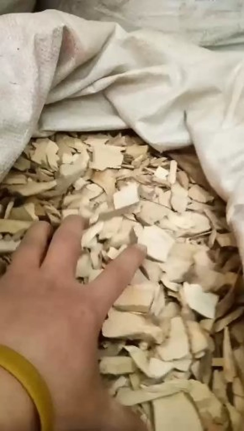 毛冬青毛冬青片毛冬青根片各种中药材