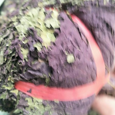 紫苏叶，常年批发供应紫苏叶，中草药