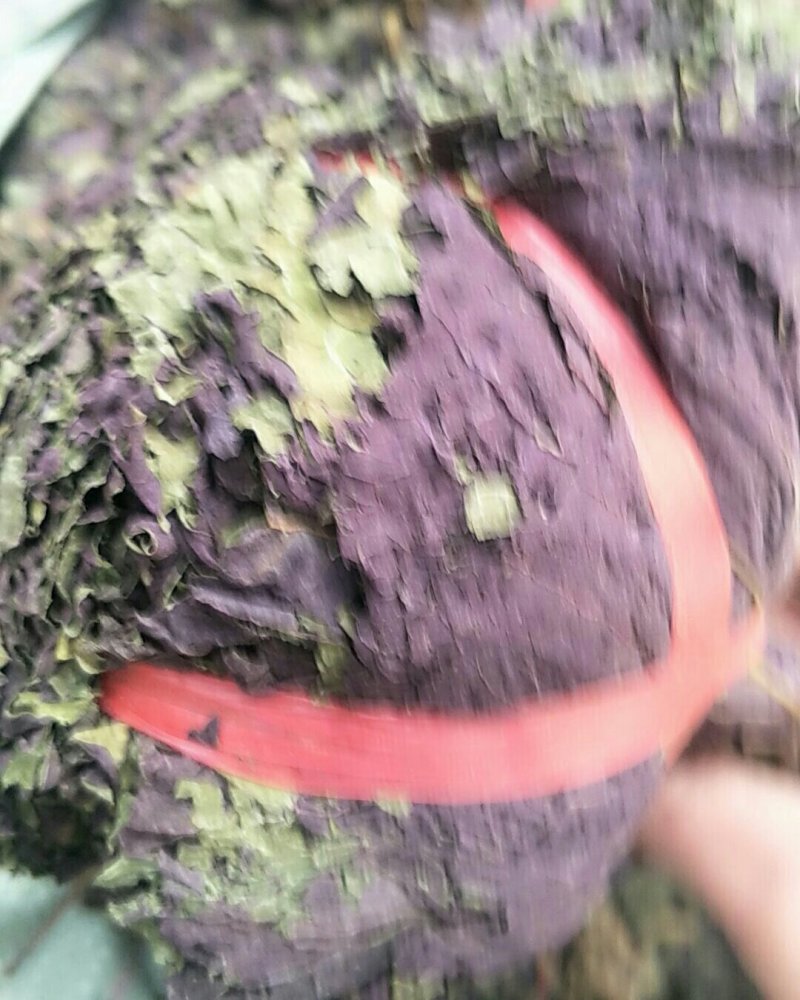 紫苏叶，常年批发供应紫苏叶，中草药