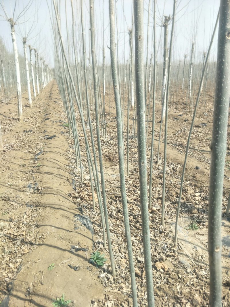 白蜡小苗速生白蜡原生白蜡小苗造型白蜡树及小苗