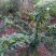 藤椒苗，无刺嫁接苗，花椒苗，自产自销无中间商