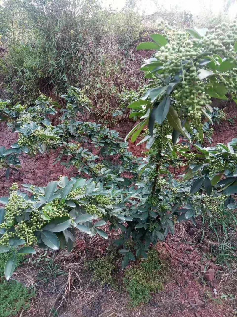 藤椒苗，无刺嫁接苗，花椒苗，自产自销无中间商