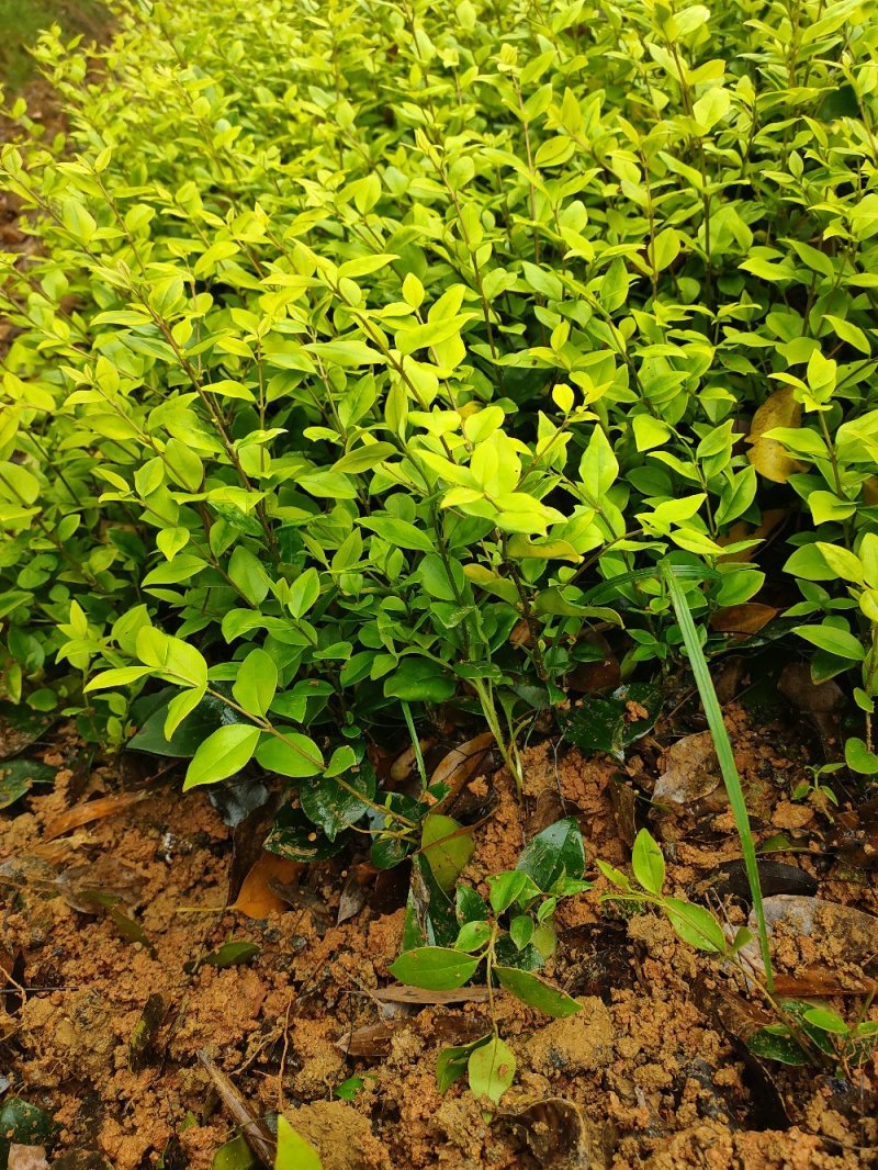 金森女贞园林绿化工程用苗常绿植物