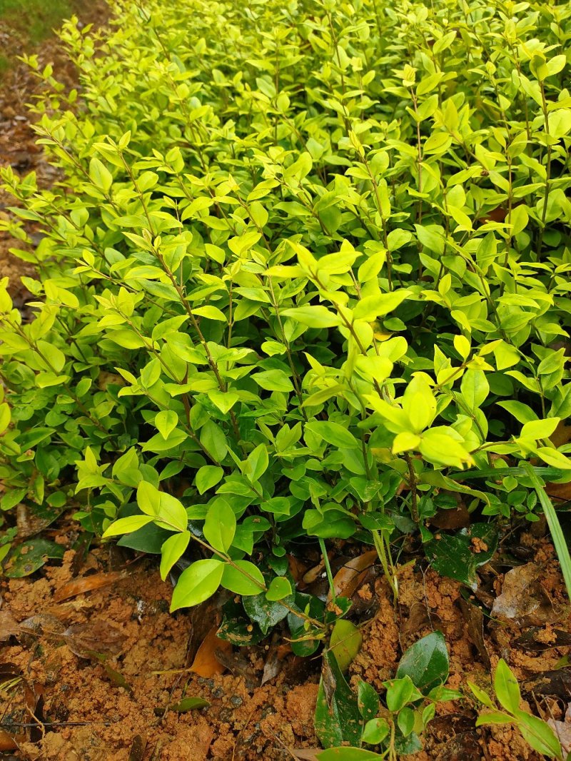 金森女贞园林绿化工程用苗常绿植物