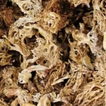 大量批发优质扫把菌野生菌