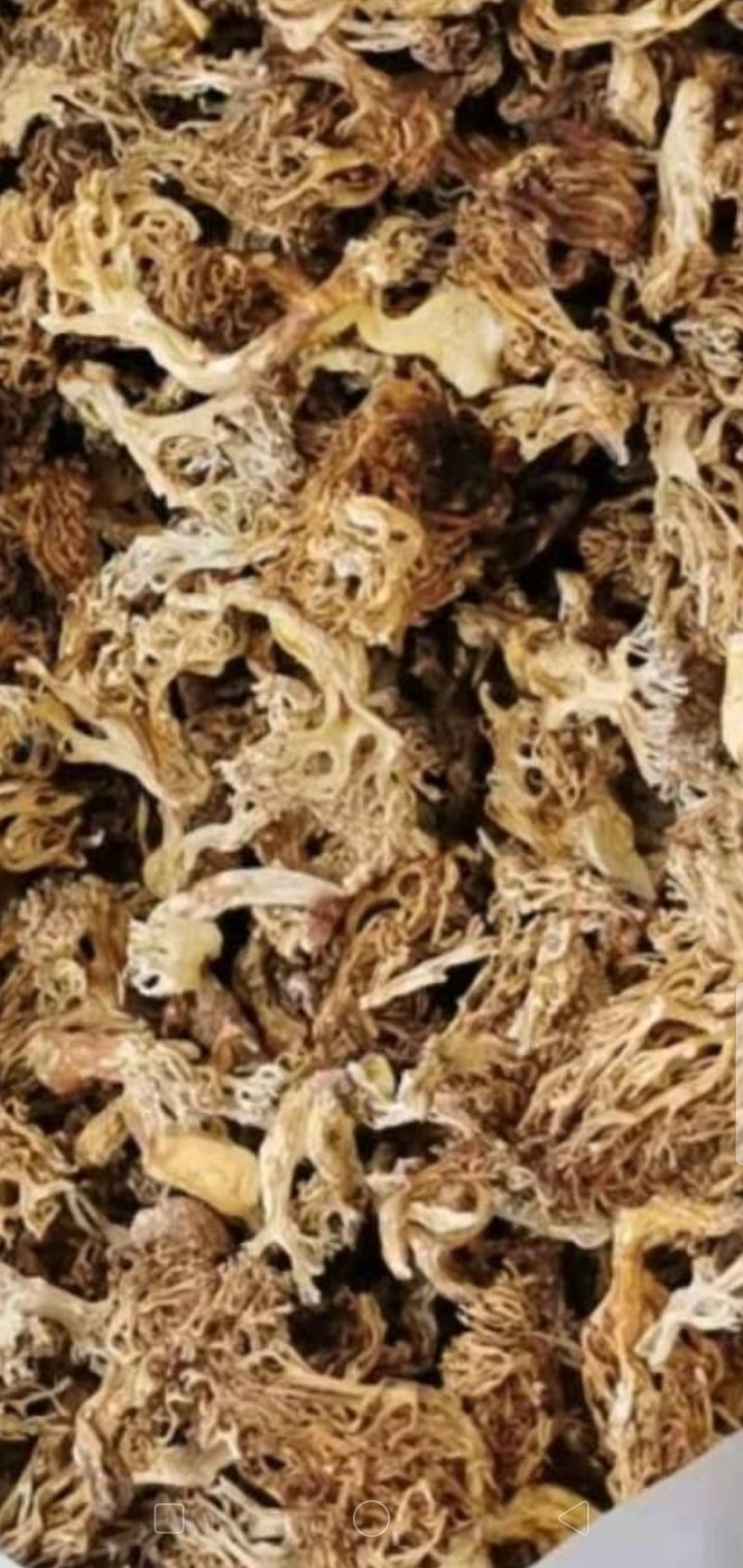 大量批发优质扫把菌野生菌