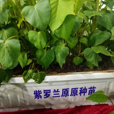 紫罗兰商品薯脱毒红薯苗