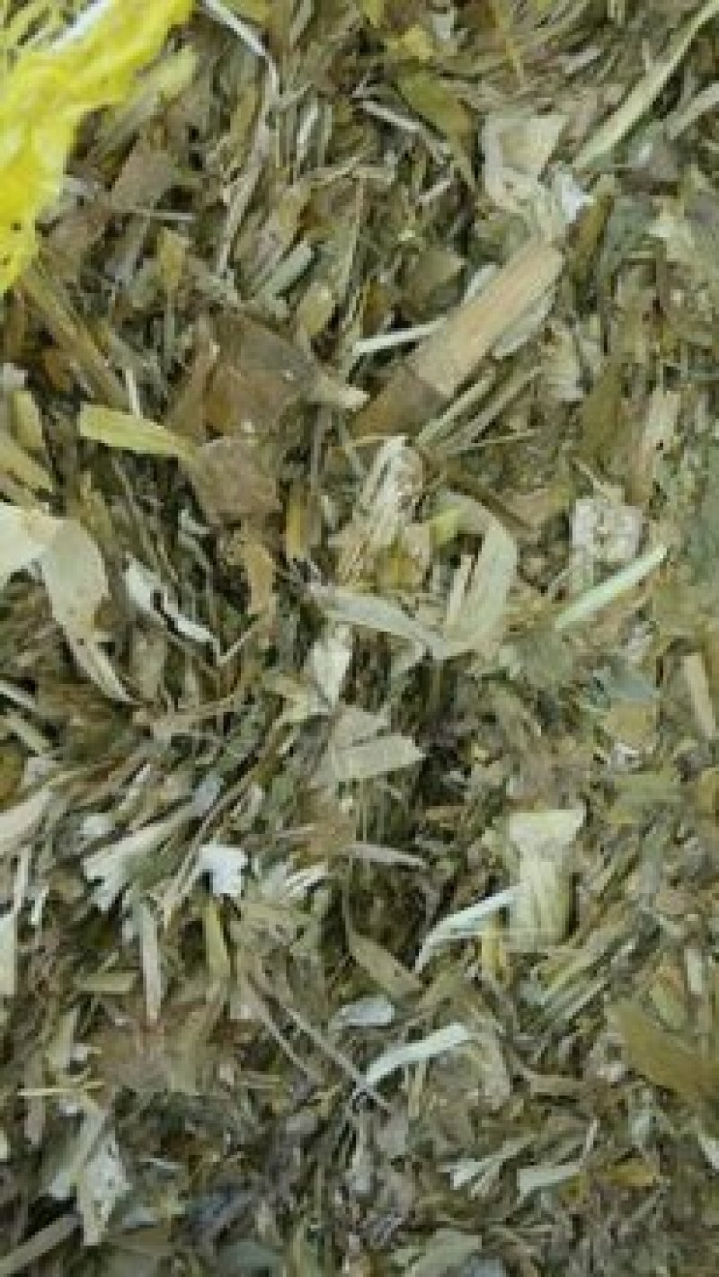 批发牛羊粗饲料玉米秸秆青储粉碎压块饲料高能量全株玉米青贮