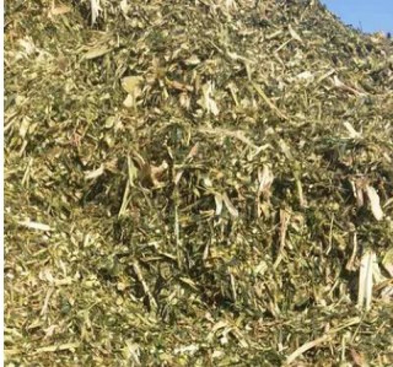 批发牛羊粗饲料玉米秸秆青储粉碎压块饲料高能量全株玉米青贮