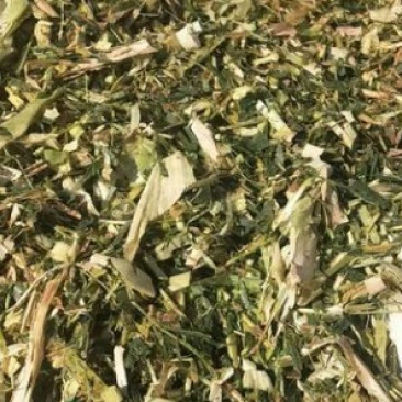 批发牛羊粗饲料玉米秸秆青储粉碎压块饲料高能量全株玉米青贮