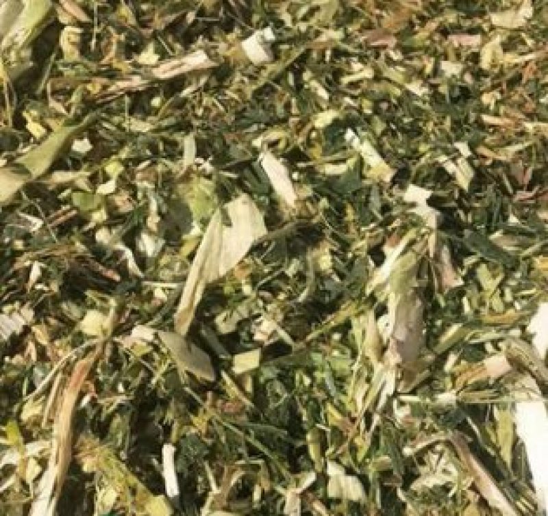 批发牛羊粗饲料玉米秸秆青储粉碎压块饲料高能量全株玉米青贮