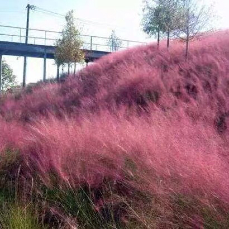 粉黛乱子草种子网红款热门花海可货到付款