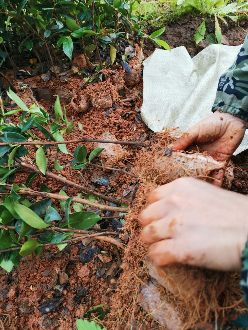 江西油茶苗长林系列二年营养杯油茶苗20一80公分