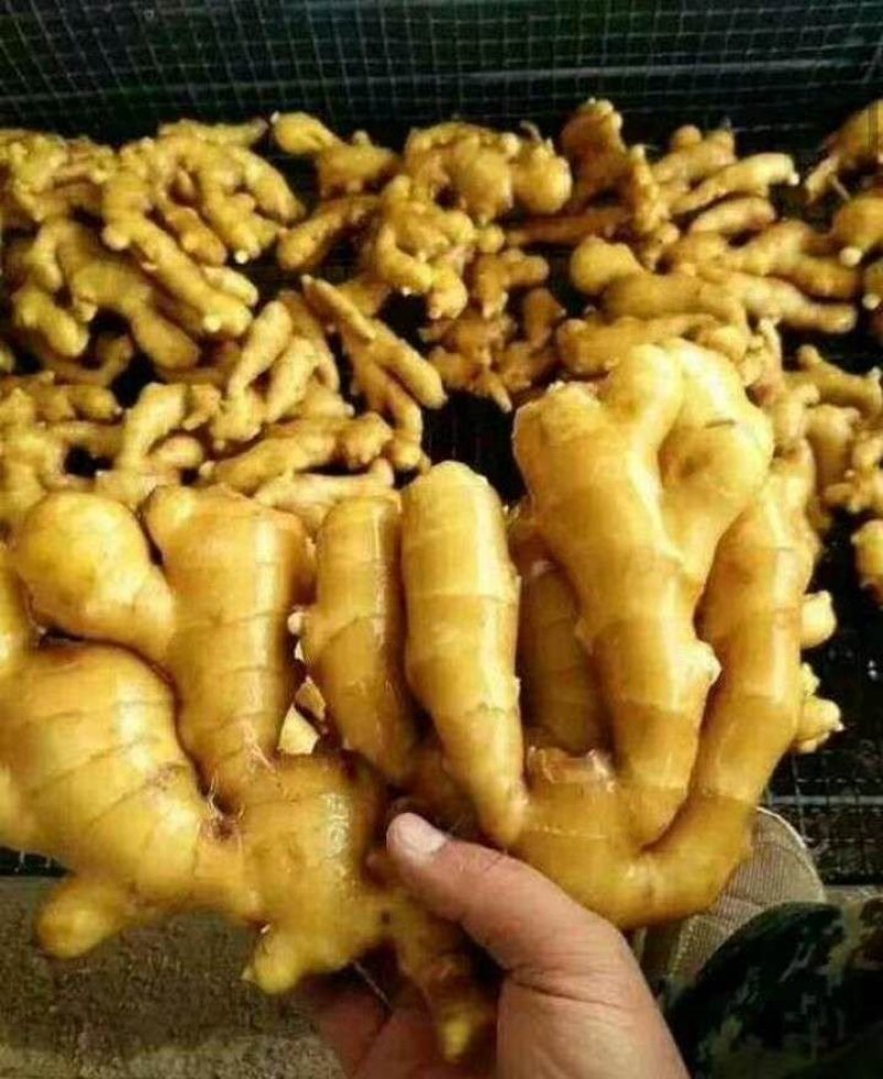 【精选】优质生姜，一手货源，全国发货，价格优，坏烂包赔！