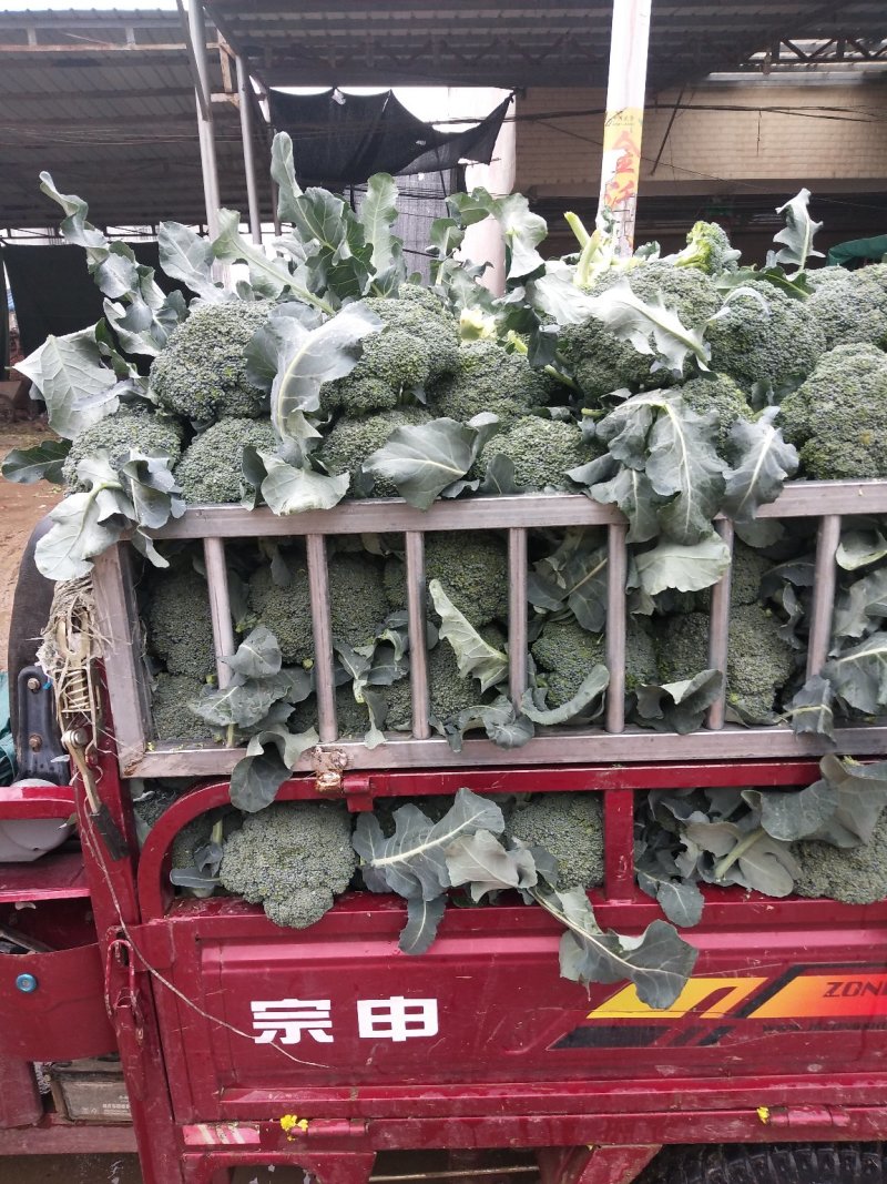 西兰花新野县蔬菜种植基地大量出货中，货源充足品质有