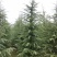 滁州雪松规格齐全3-6米基地直销