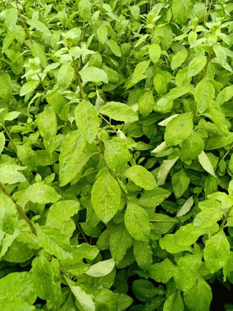 枸杞叶，枸杞菜