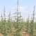 滁州雪松规格齐全3-6米基地直销