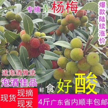 汕头金灶青杨梅新鲜泡酒佳品广东省内顺丰包邮产地直供