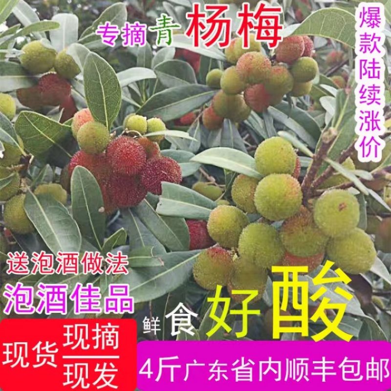 汕头金灶青杨梅新鲜泡酒佳品广东省内顺丰包邮产地直供