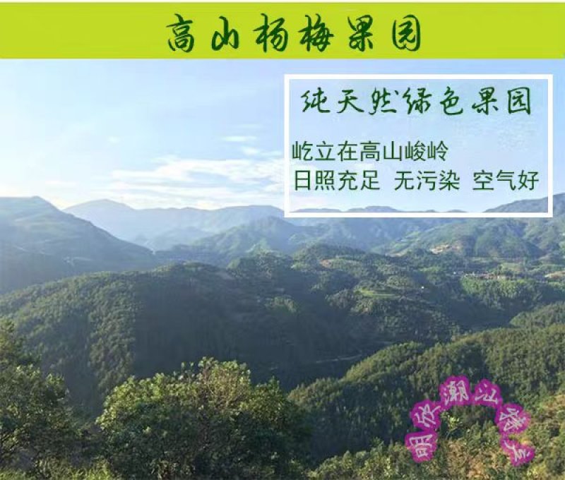 汕头金灶青杨梅新鲜泡酒佳品广东省内顺丰包邮产地直供