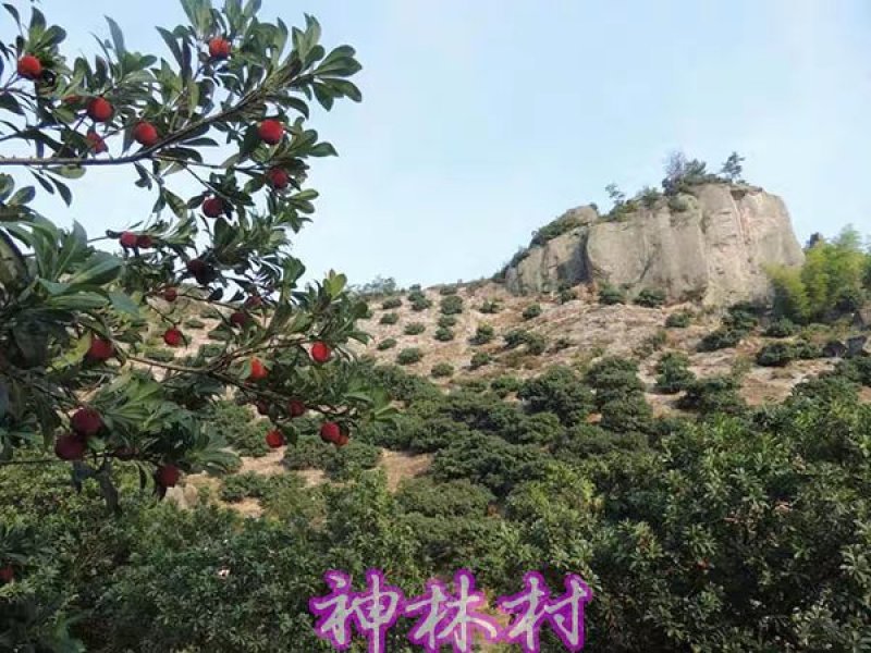 汕头金灶青杨梅新鲜泡酒佳品广东省内顺丰包邮产地直供
