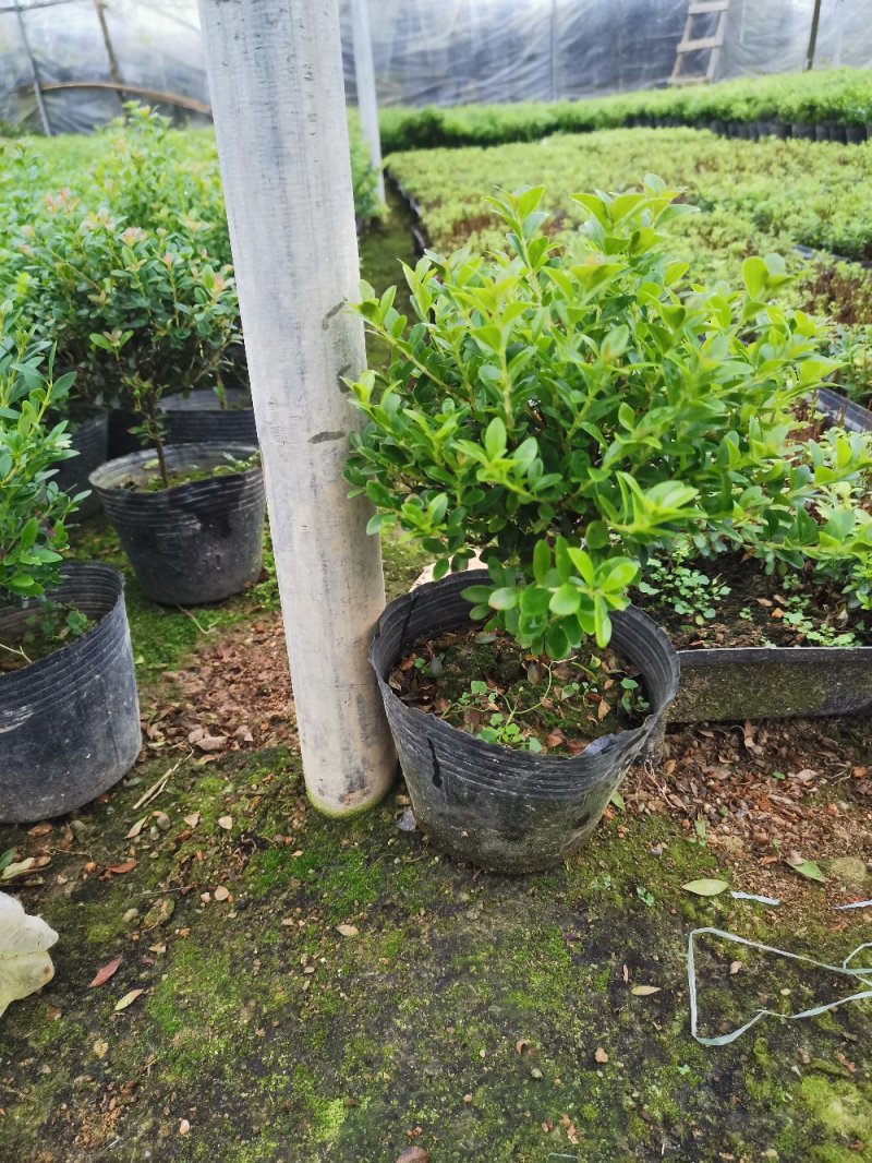 小叶赤楠盆栽绿植，小型的办公室桌罢