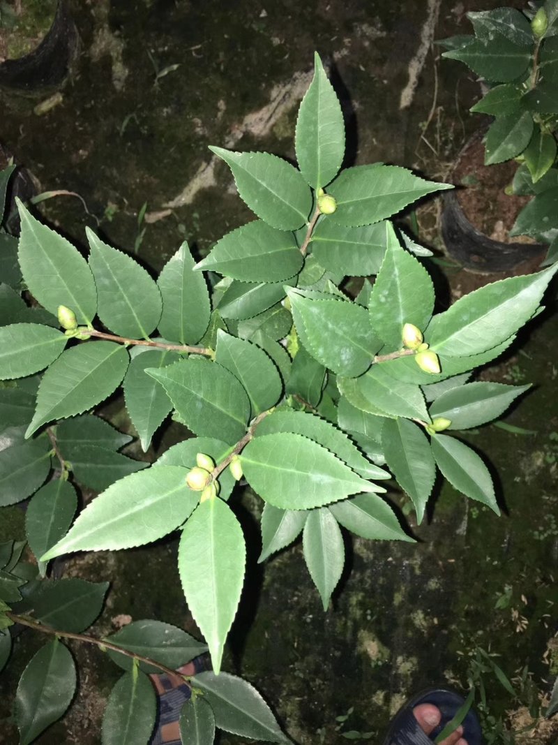 茶花