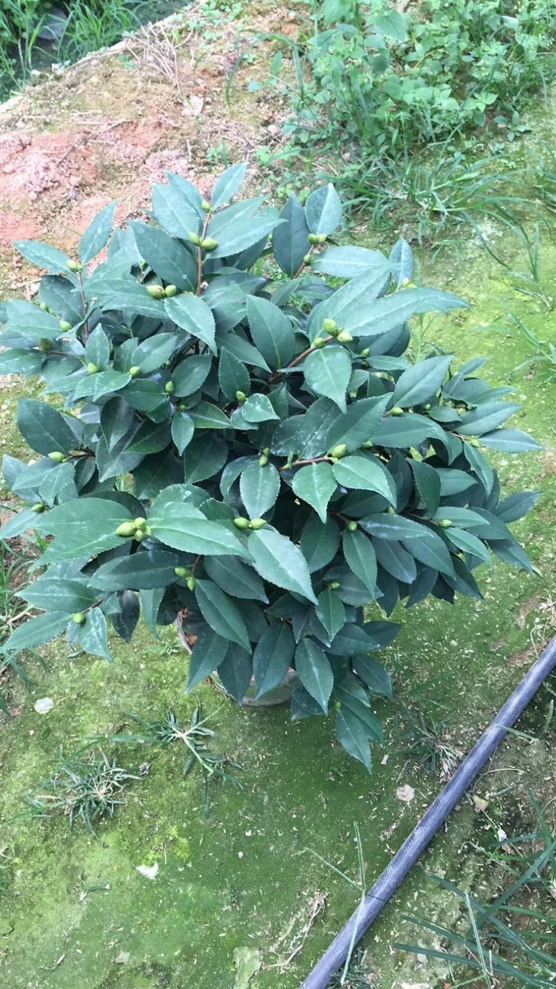 茶花