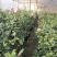 茶花