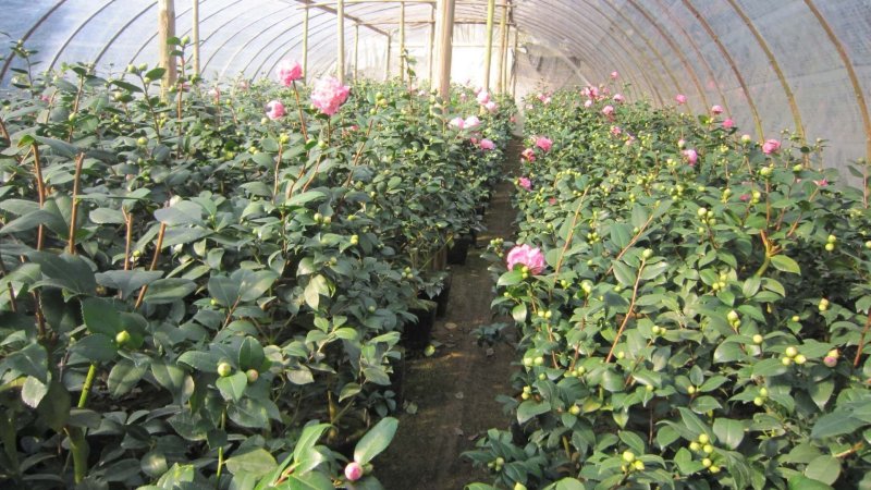茶花