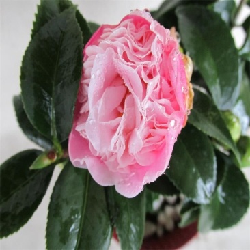 茶花
