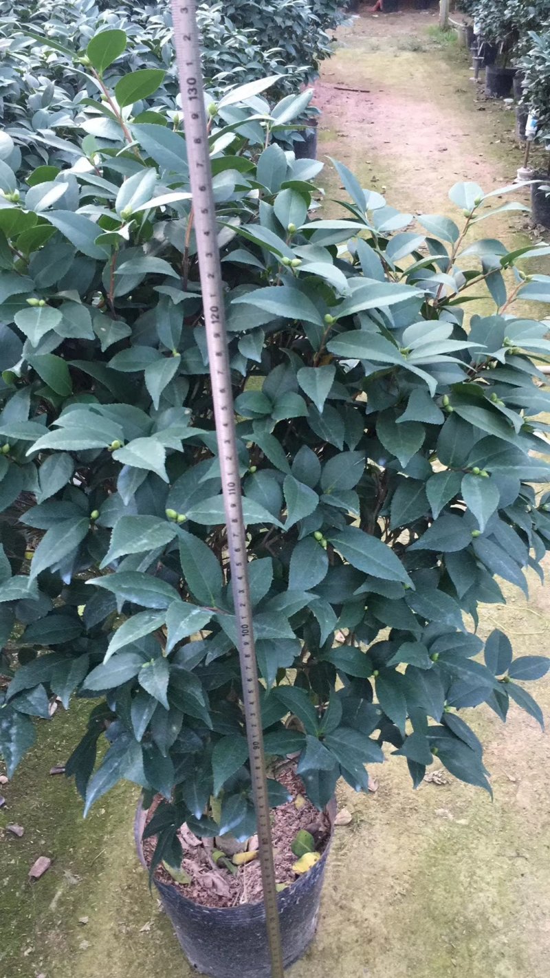 茶花