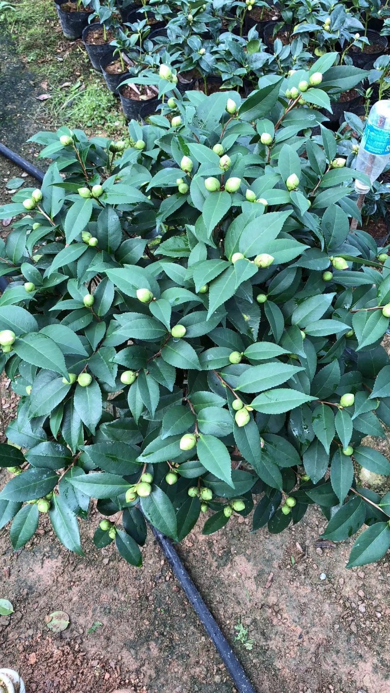 茶花