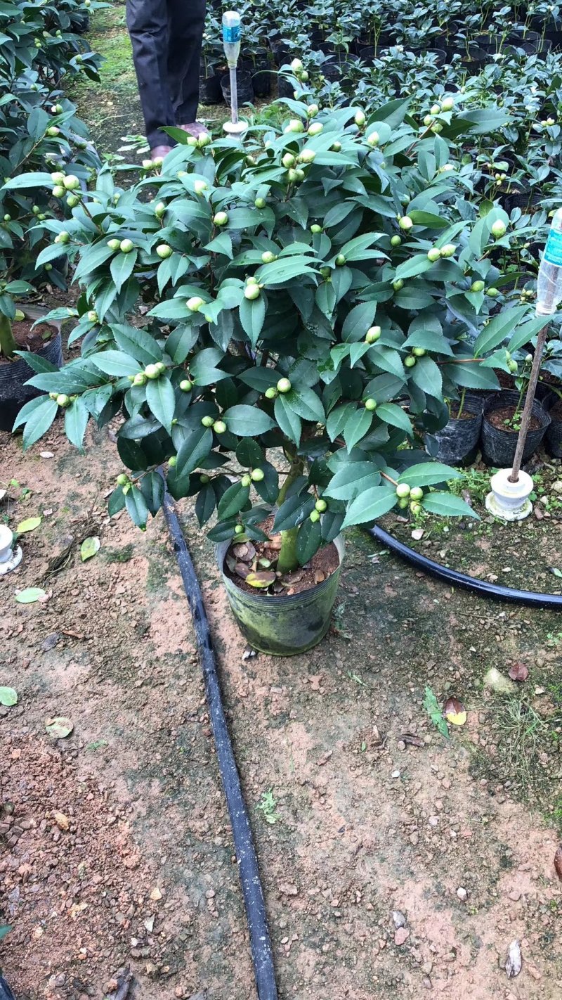茶花