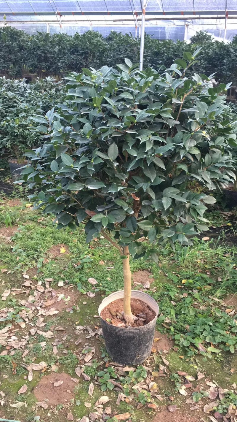 茶花