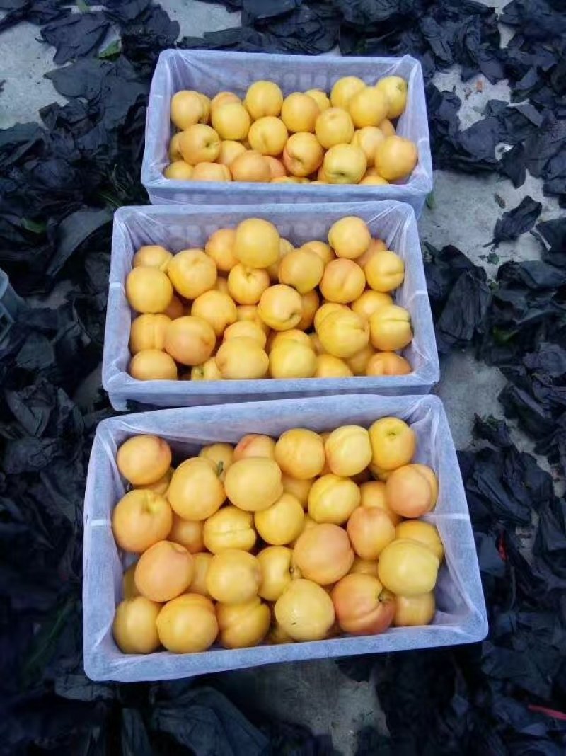 油桃中油四号，产地直发，加工厂，电商，超市，批发市场